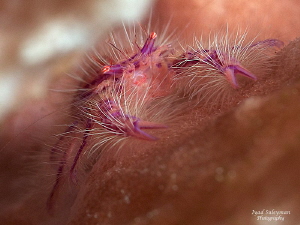 Hairy squat lobster by Iyad Suleyman 